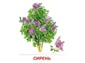 Демонстрационные картинки СУПЕР. Деревья и кустарники (16 шт.) Демонстрационные картинки СУПЕР. Деревья и кустарники (16 шт.)