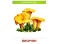 Демонстрационные картинки СУПЕР. Грибы (16 шт.) Демонстрационные картинки СУПЕР. Грибы (16 шт.)