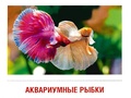 Демонстрационные картинки СУПЕР. Домашние питомцы (16 шт.) Демонстрационные картинки СУПЕР. Домашние питомцы (16 шт.)