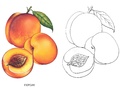 Раскраска Фрукты Раскраска Фрукты