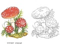 Раскраска Ядовитые грибы Раскраска Ядовитые грибы