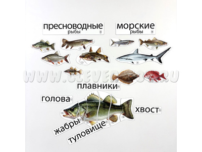 Набор магнитных карточек Кто такие рыбы? (к плакату Водоём, тема 1)